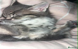 Domestic Shorthair cats for sale: Beautiful boys for sale  - Image 18