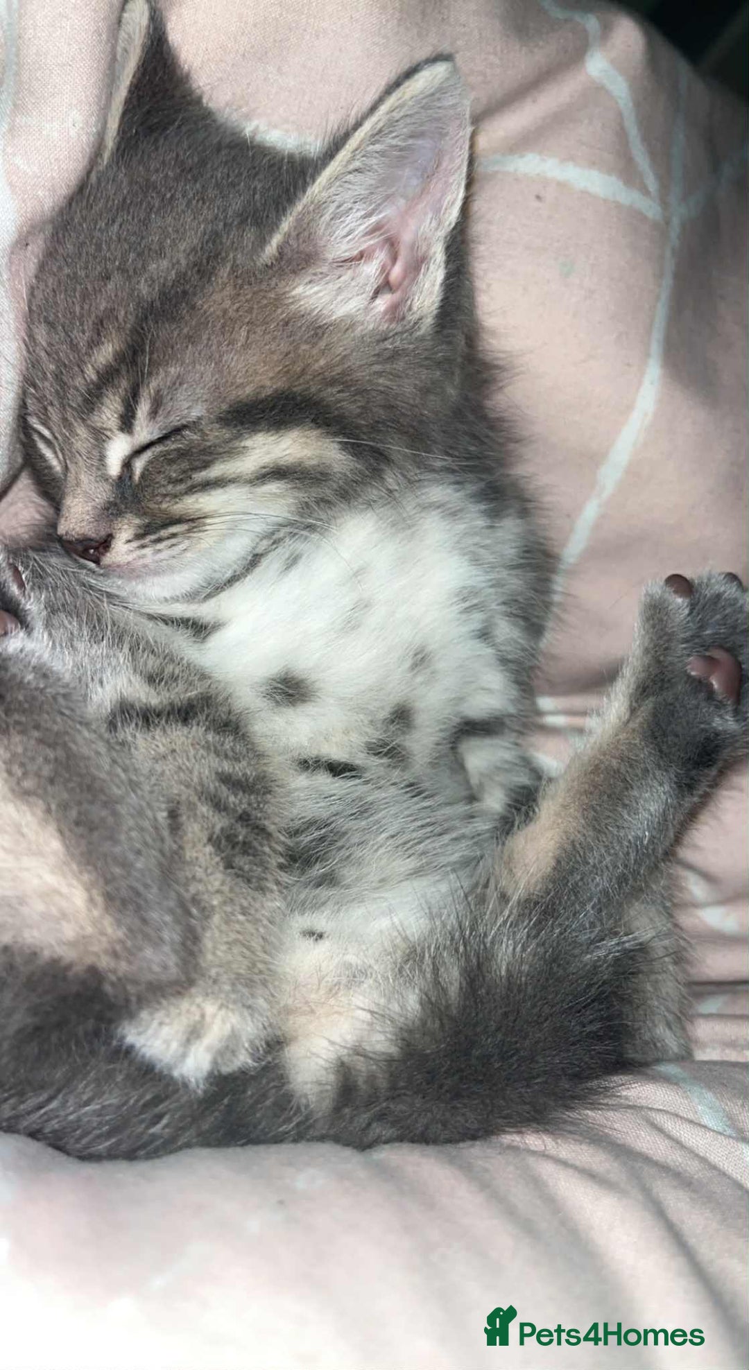 Domestic Shorthair cats for sale: Beautiful boys for sale  - Image 18