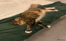 Ragdoll cats for sale: 6 year old ragdoll X female cat  - Image 2