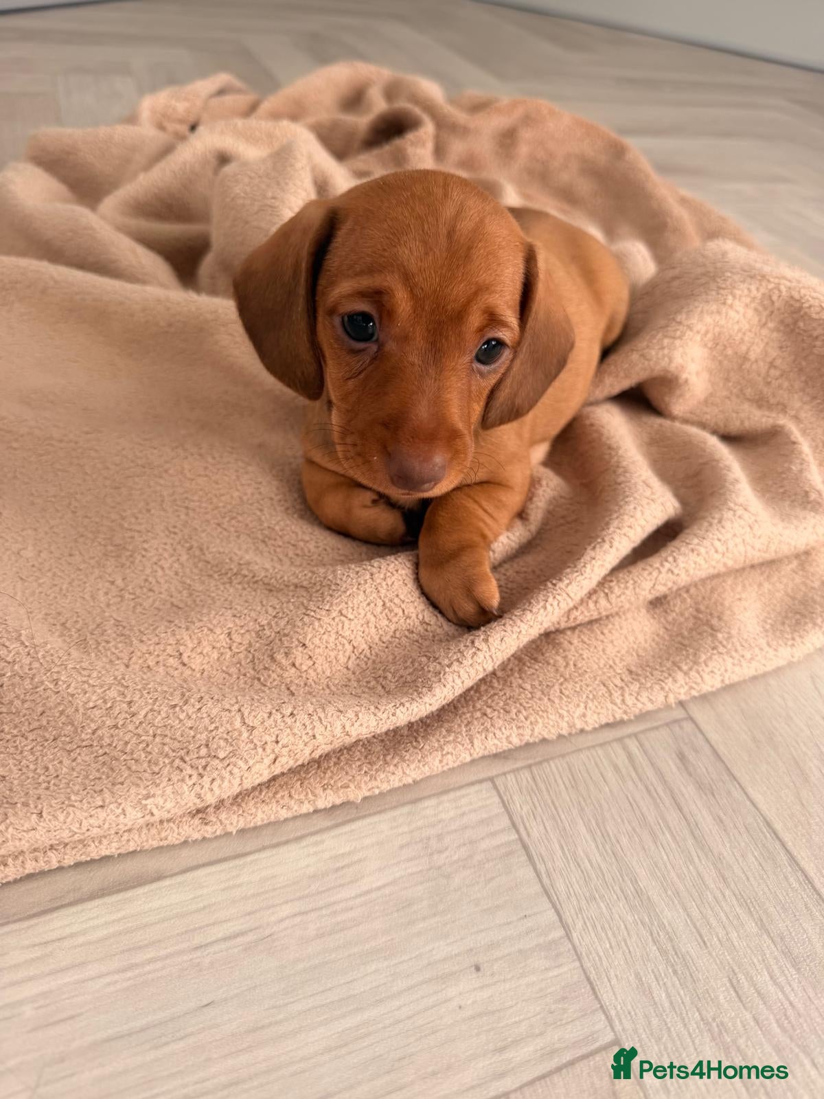 Dachshund dogs Miniature dachshund dapple boy and caramel girl - Advert 1