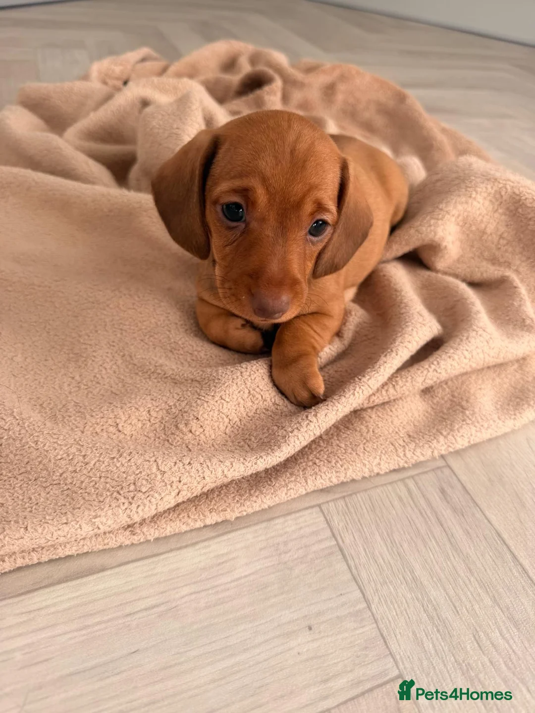Dachshund dogs for sale: Miniature dachshund dapple boy and caramel girl - Advert 1