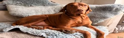 Hungarian Vizsla dogs for stud: Beautiful Hungarian Vizla for Stud - Advert 3