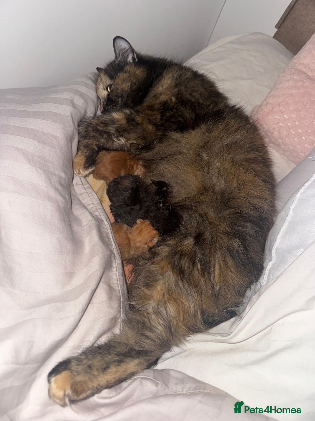 Mixed Breed cats Newborn kittens! Need to be gone ASAP - Advert 1