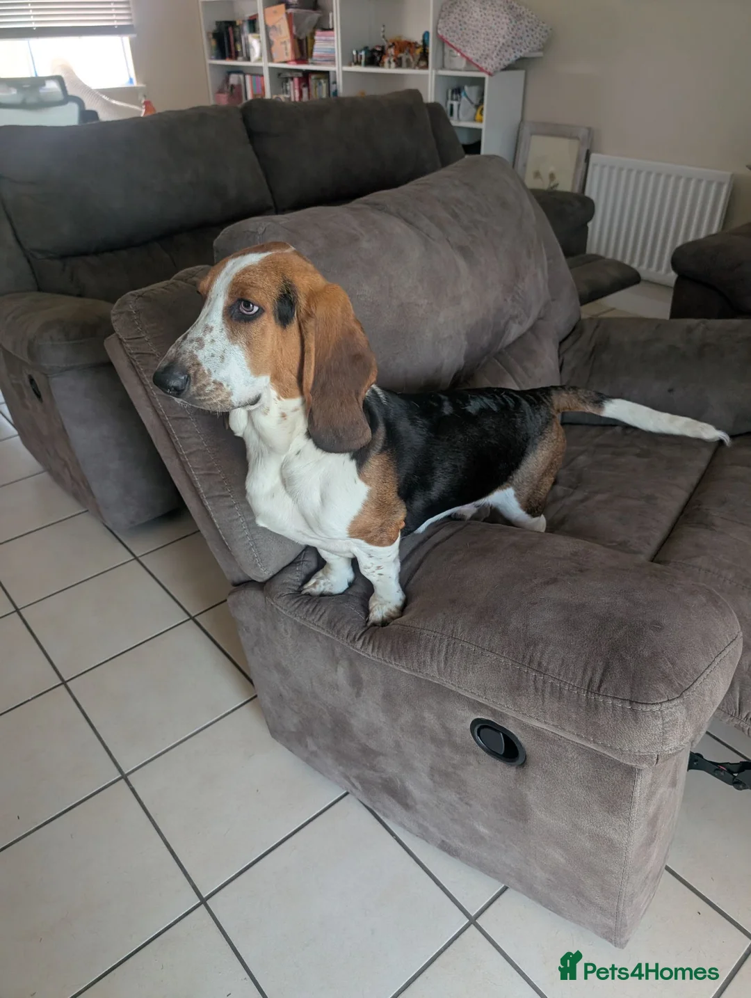 Basset Hound dogs for sale: 8 month old male Basset Hound in Brandon - Advert 6