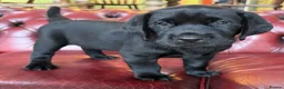 Labrador Retriever dogs for sale: Black Labradors: Raised in our loving family home - Advert 6