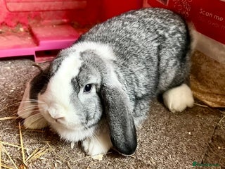 Mini Lop rabbits - Advert 22