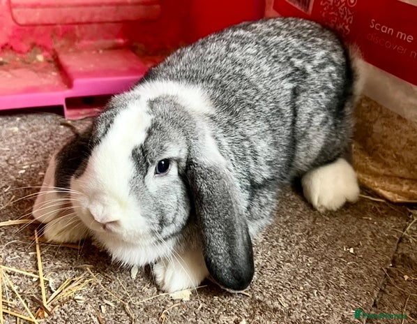 Mini Lop rabbits - Advert 6