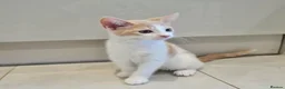 Mixed Breed cats for sale: 12 Week old Mixed Breed Kitten Litter in Southampton - Advert 3