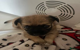 Jack Chi dogs for sale: Jack chi  - Advert 1