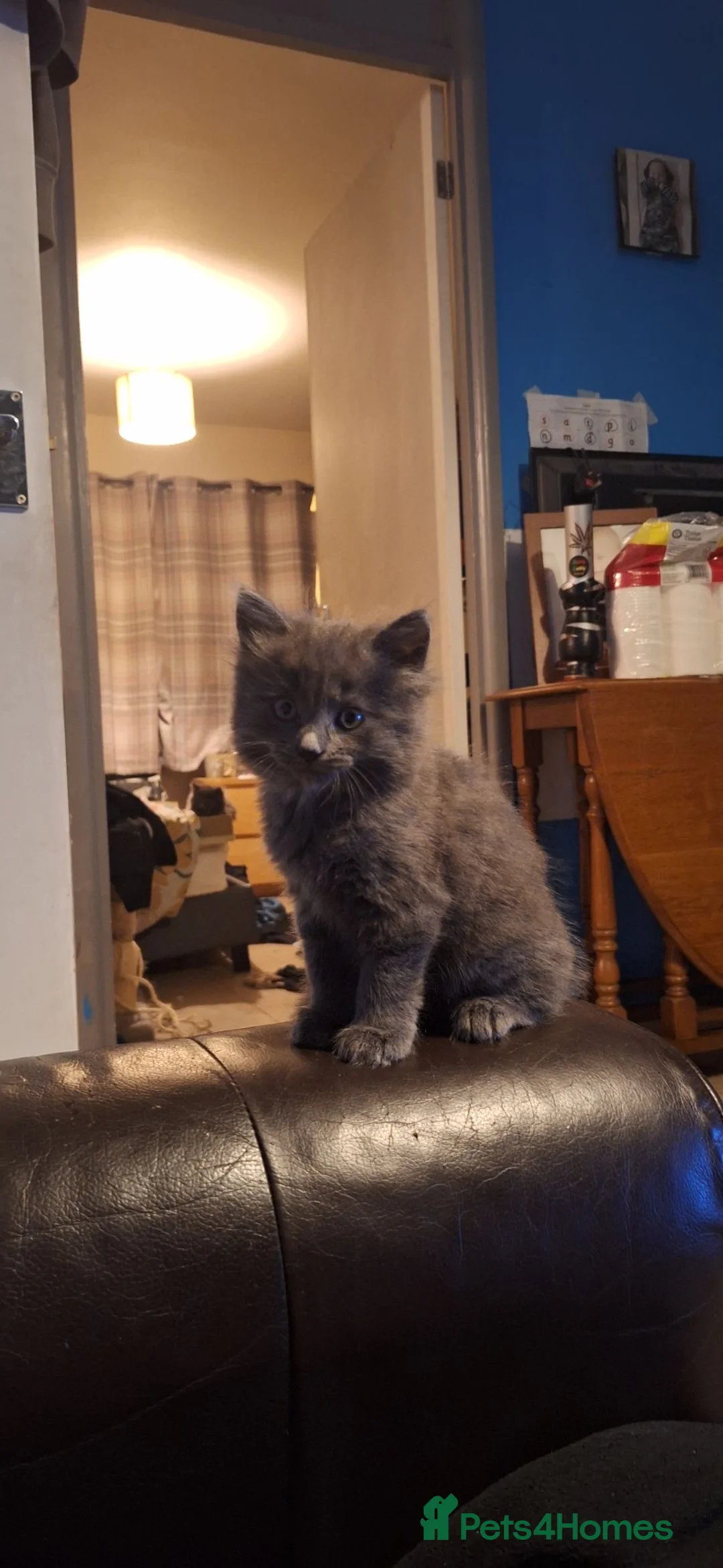 Mixed Breed cats for sale: Gorgeous Semi-Longhair Fluffy Grey Kittens in Southampton - Advert 7