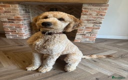 Goldendoodle dogs for sale: Bertie – 6 Month Old Puppy - Image 2