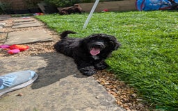 Miniature Poodle dogs for sale: Beautiful KC registered miniature poodles  - Image 26