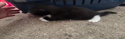 Mixed Breed cats for sale: Kittens for Sale in Bridlington - Advert 15