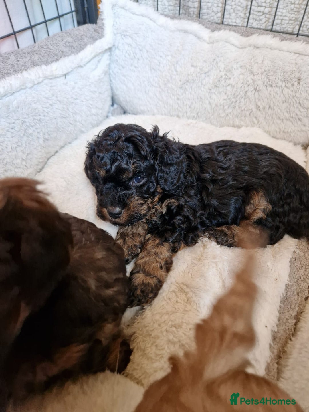 Cavachon dogs for sale: Beautiful Phantom, Sable and Red Cavapoochon Pups - Advert 12