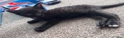 Mixed Breed cats for sale: Beautiful fluffy kittens - Advert 10