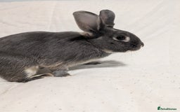 Mixed Breed rabbits for sale: New seller of rabbits - Image 11