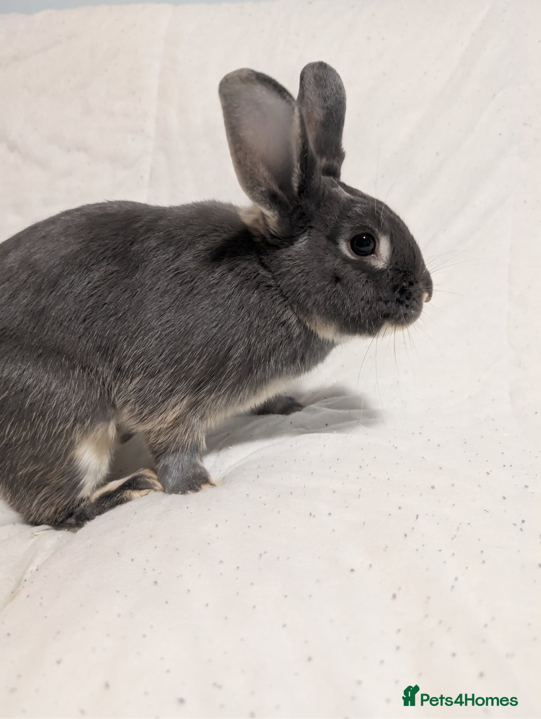 Mixed Breed rabbits for sale: New seller of rabbits - Image 11