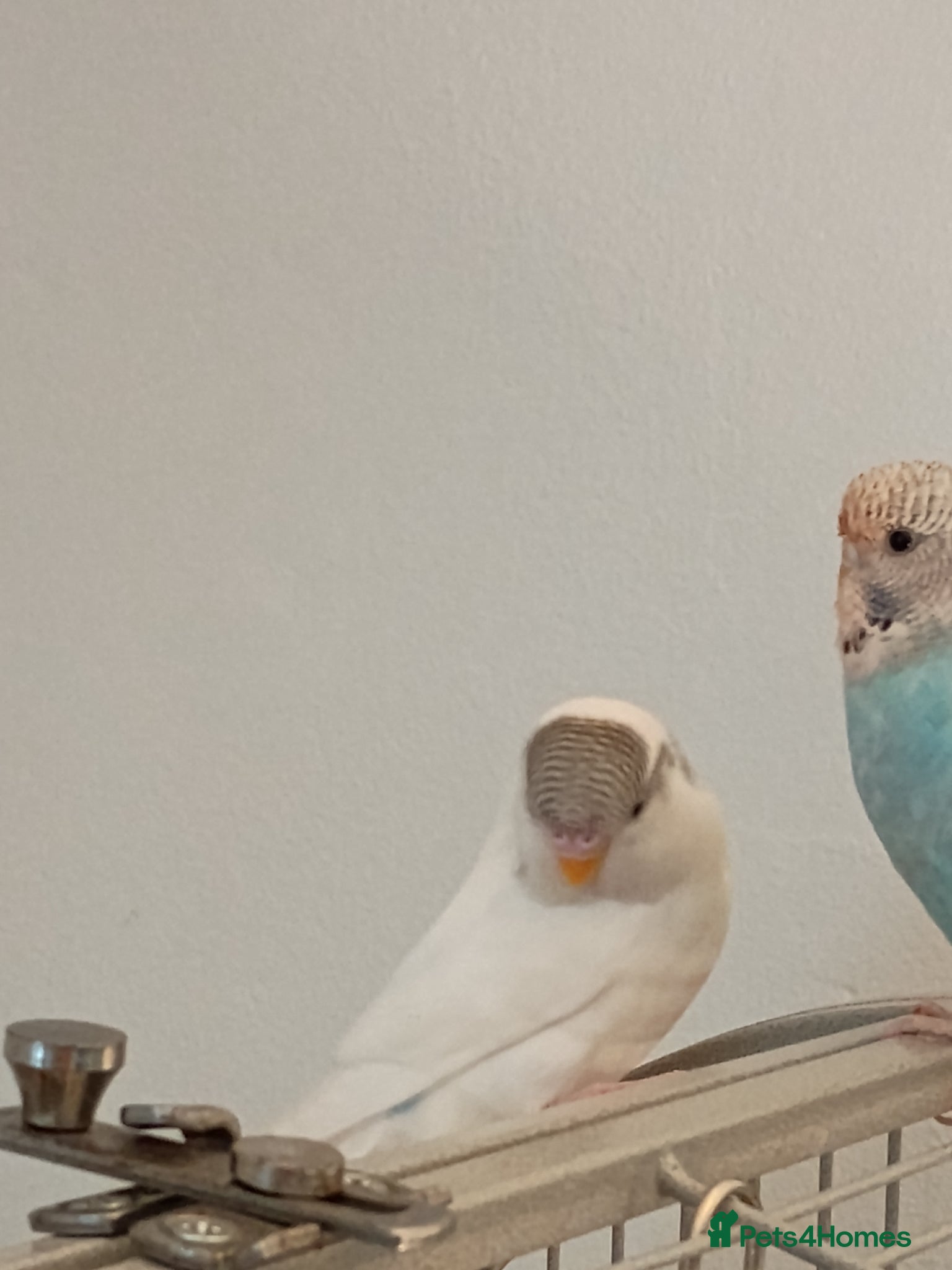 Budgerigars birds Baby budgie white pied female 8 weeks old  - Advert 1