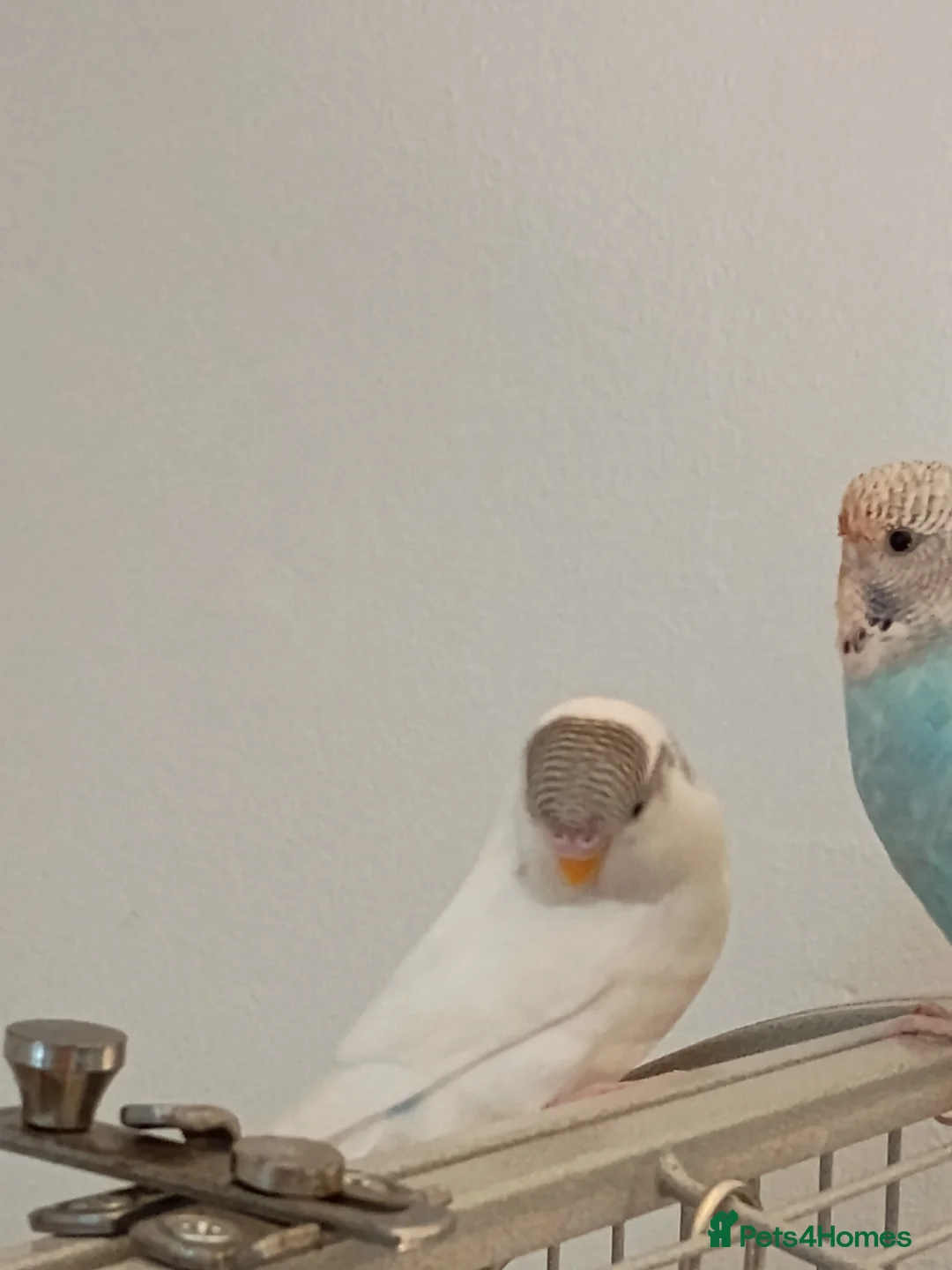 Budgerigars birds for sale: Baby budgie white pied female 8 weeks old  in Ammanford - Advert 1