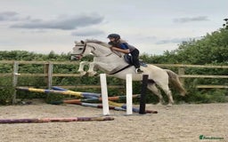 American Quarter horses for sale: Trustworthy Reliable 5 Yr Old Black and White  - Image 1