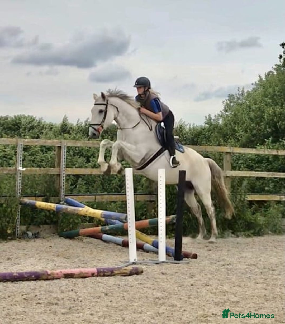 American Quarter horses for sale: Trustworthy Reliable 5 Yr Old Black and White  - Image 1