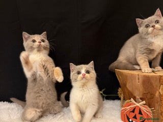 British Shorthair cats Full Pedigree Registered BSH from Trusted Breeder - Advert 2