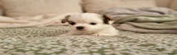 Chihuahua dogs for stud: Small Long coat chocolate and white chihuahua  - Advert 5