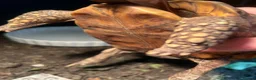 Tortoise reptiles for sale: Bells hingeback tortoise in Leeds - Advert 3