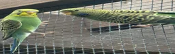 Budgerigars birds for sale: Budgies Blackface Blackwing - Advert 3