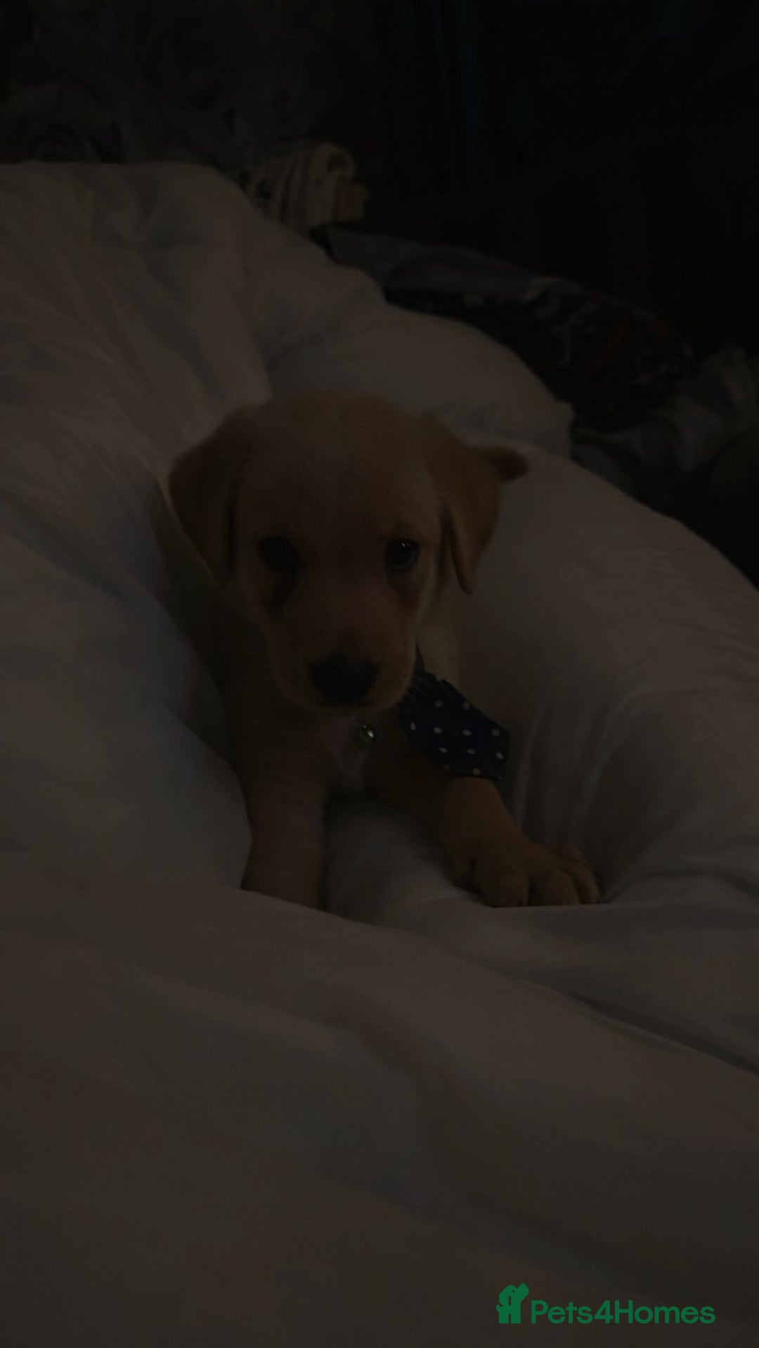 Labrador Retriever dogs for sale: White lab male - Advert 19