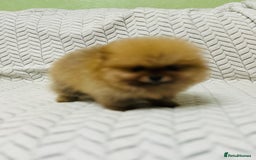 Pomeranian dogs for sale: Fabulous Pomeranian Girl Puppies  - Image 8