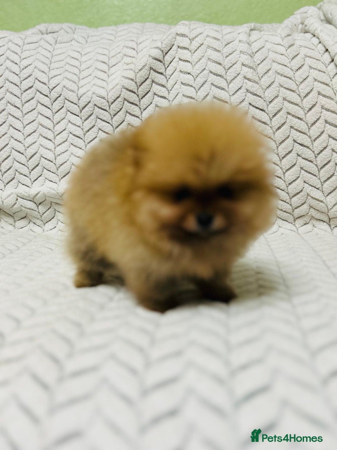 Pomeranian dogs for sale: Fabulous Pomeranian Girl Puppies  - Image 8