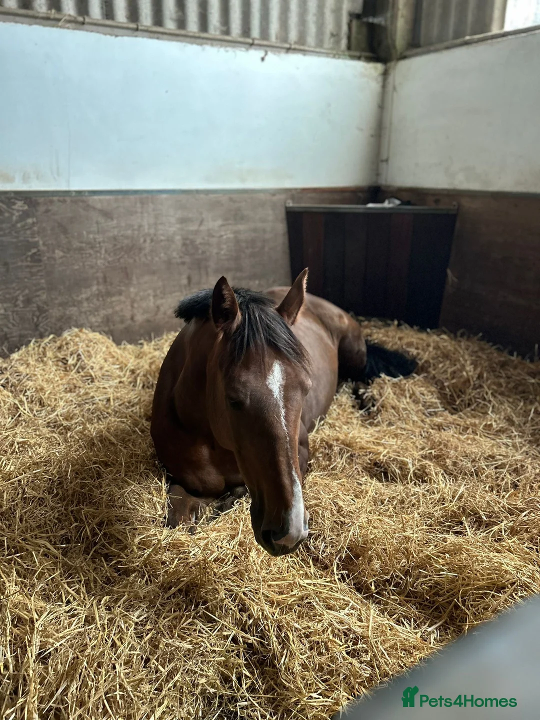 Irish Sports horses for sale: Looking for new home. - Advert 2
