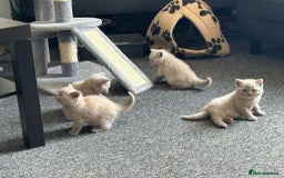 British Shorthair cats for sale: Stunning lilac BSH  - Image 6