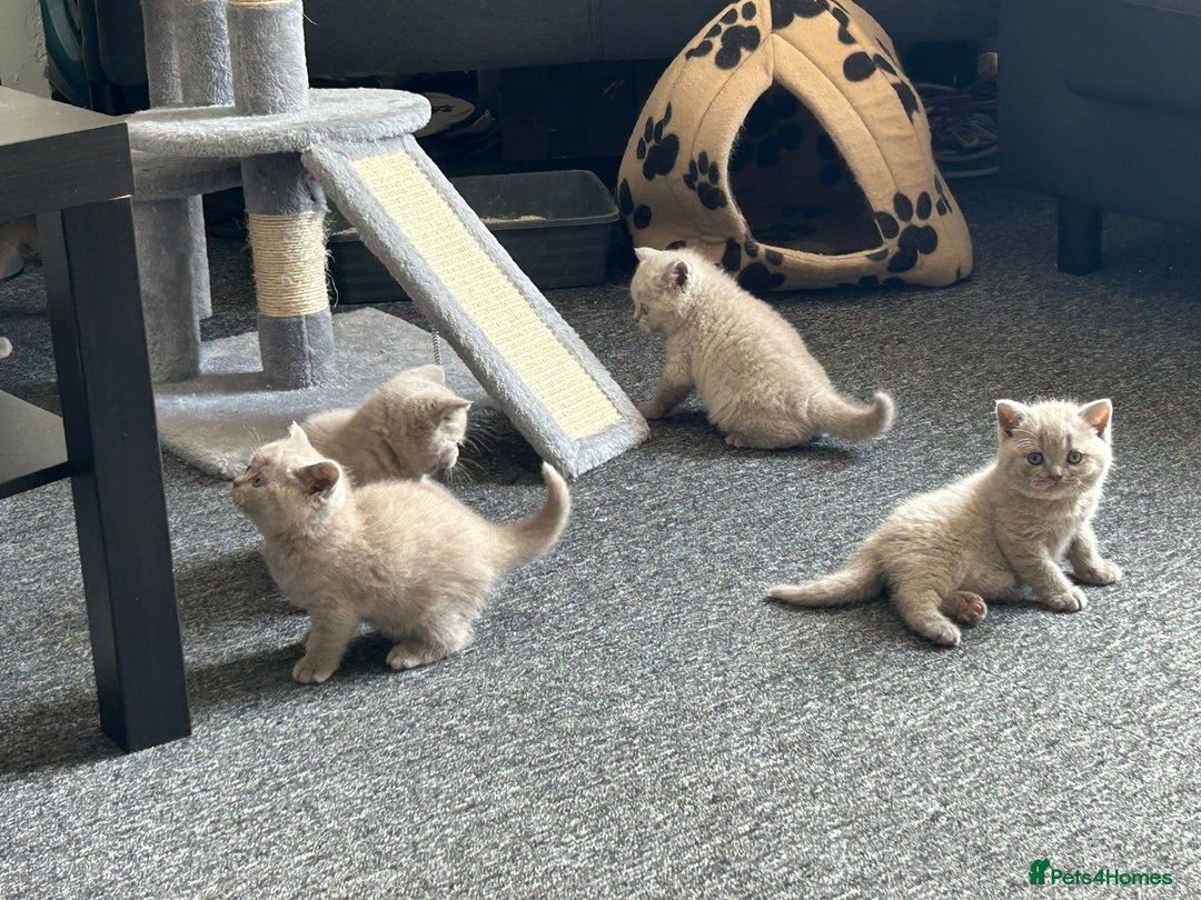 British Shorthair cats for sale: Stunning lilac BSH  - Image 6