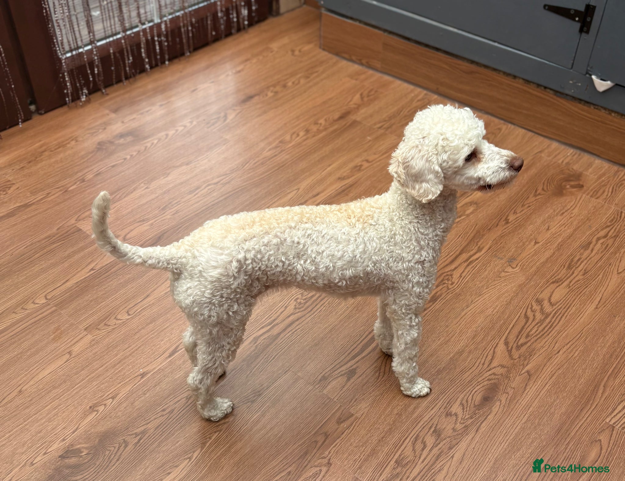 Miniature Poodle dogs for sale: Miniature poodle bitch - Advert 4