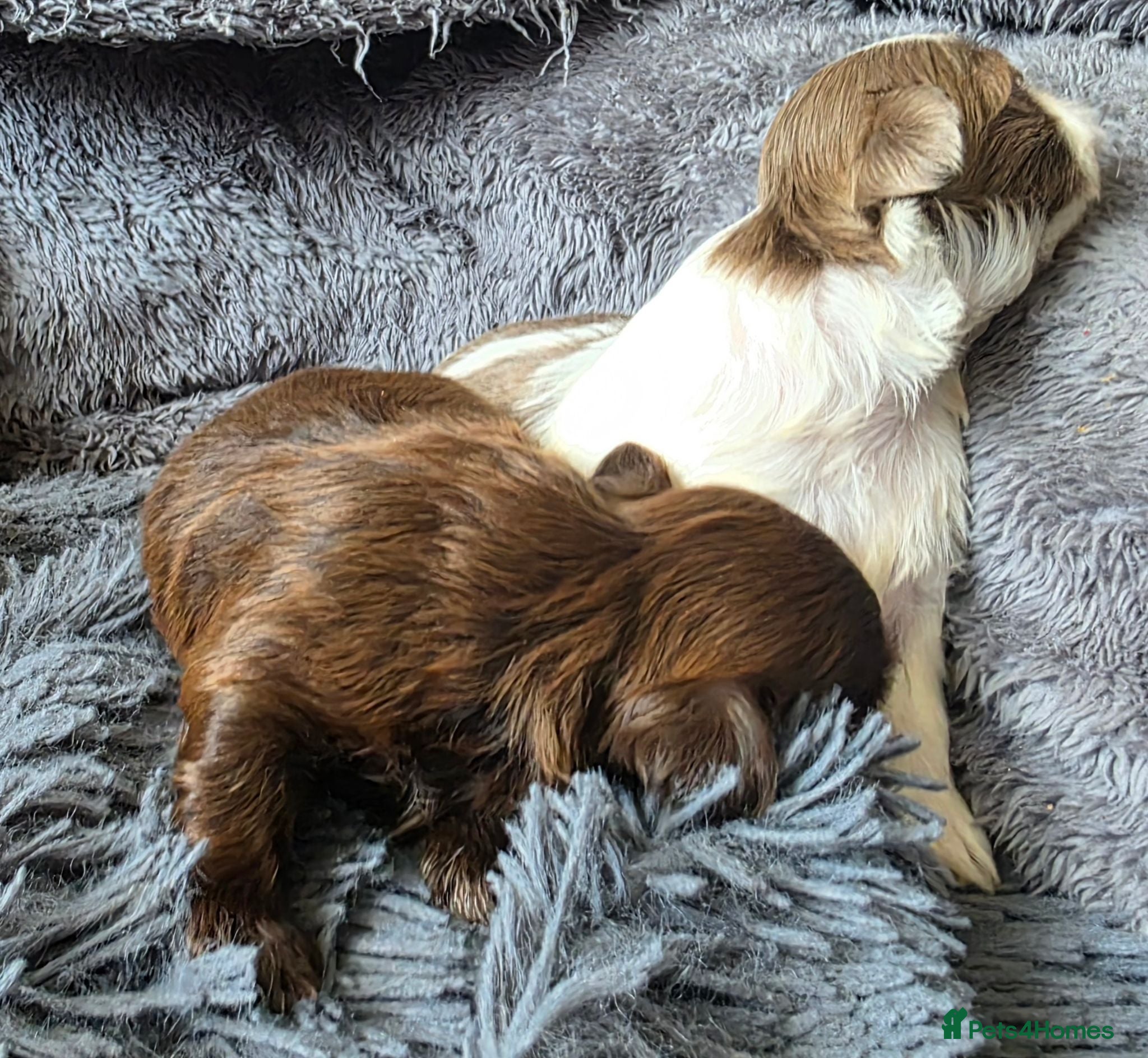 Shih Tzu dogs Amazing imperial shih tzu puppies  - Advert 1