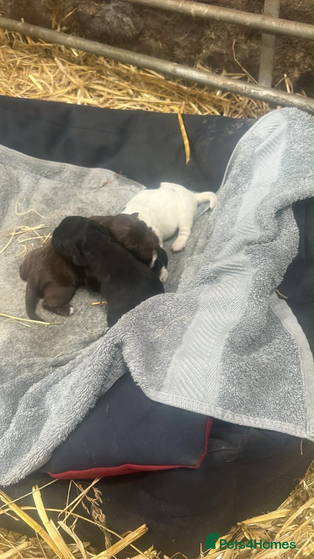 Cocker Spaniel dogs for sale: Cocker spaniels puppies  in Kilmarnock - Advert 19