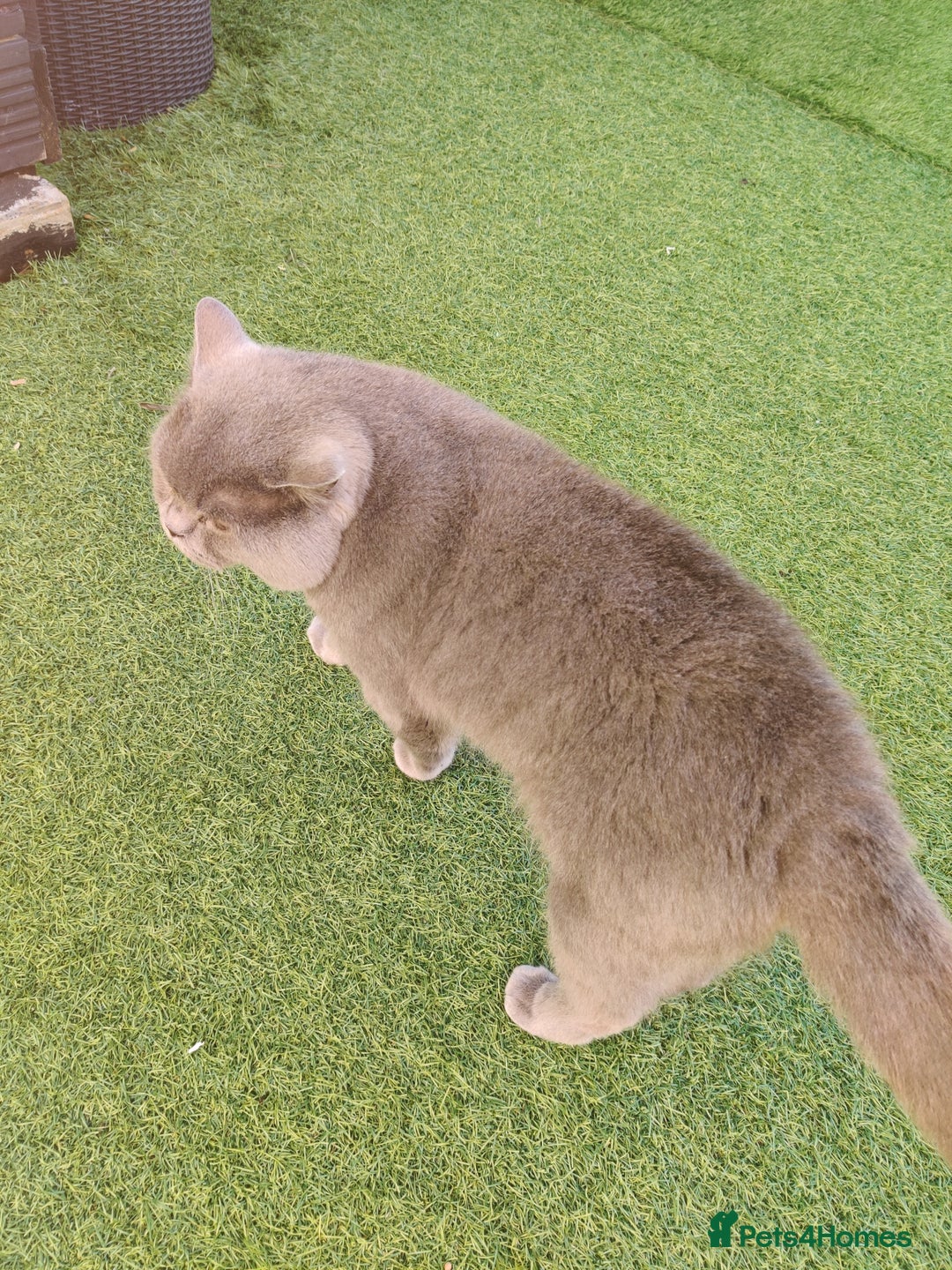 British Shorthair cats for sale: Beautiful pedigree bsh babies  - Image 11