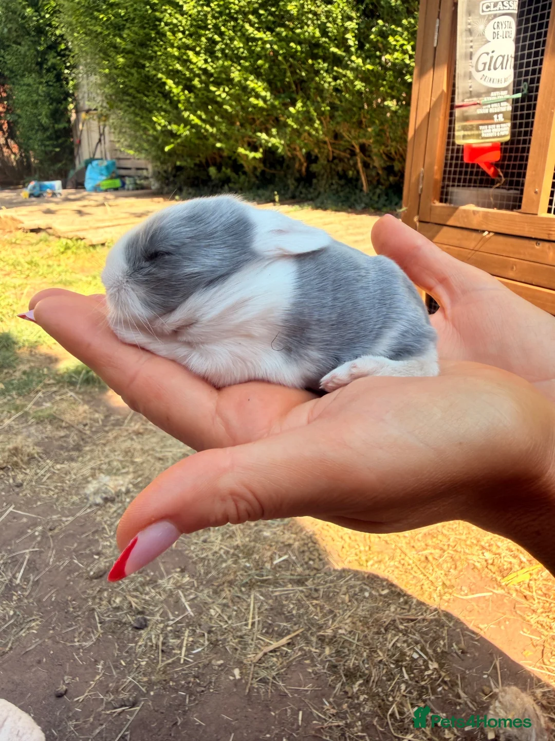 Lionhead rabbits for sale: Mixed litter Lionheads - Advert 2