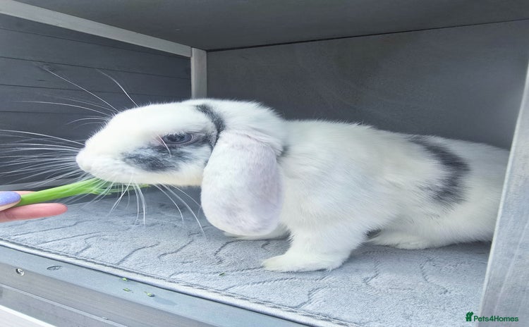 Mini Lop rabbits Beautiful mini lop Buck - Advert 1