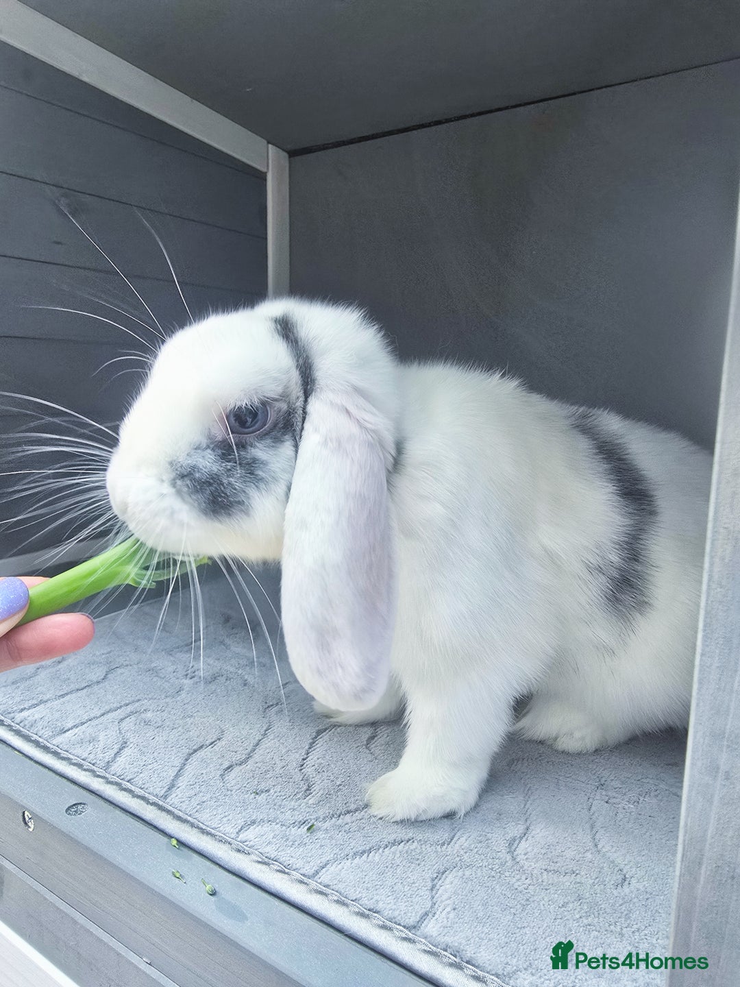 Mini Lop rabbits for sale: Beautiful mini lop Buck - Advert 1