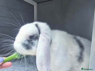 Mini Lop rabbits Beautiful mini lop Buck - Advert 1