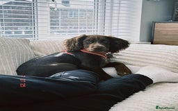 Cocker Spaniel dogs for sale: Lola  - Image 3