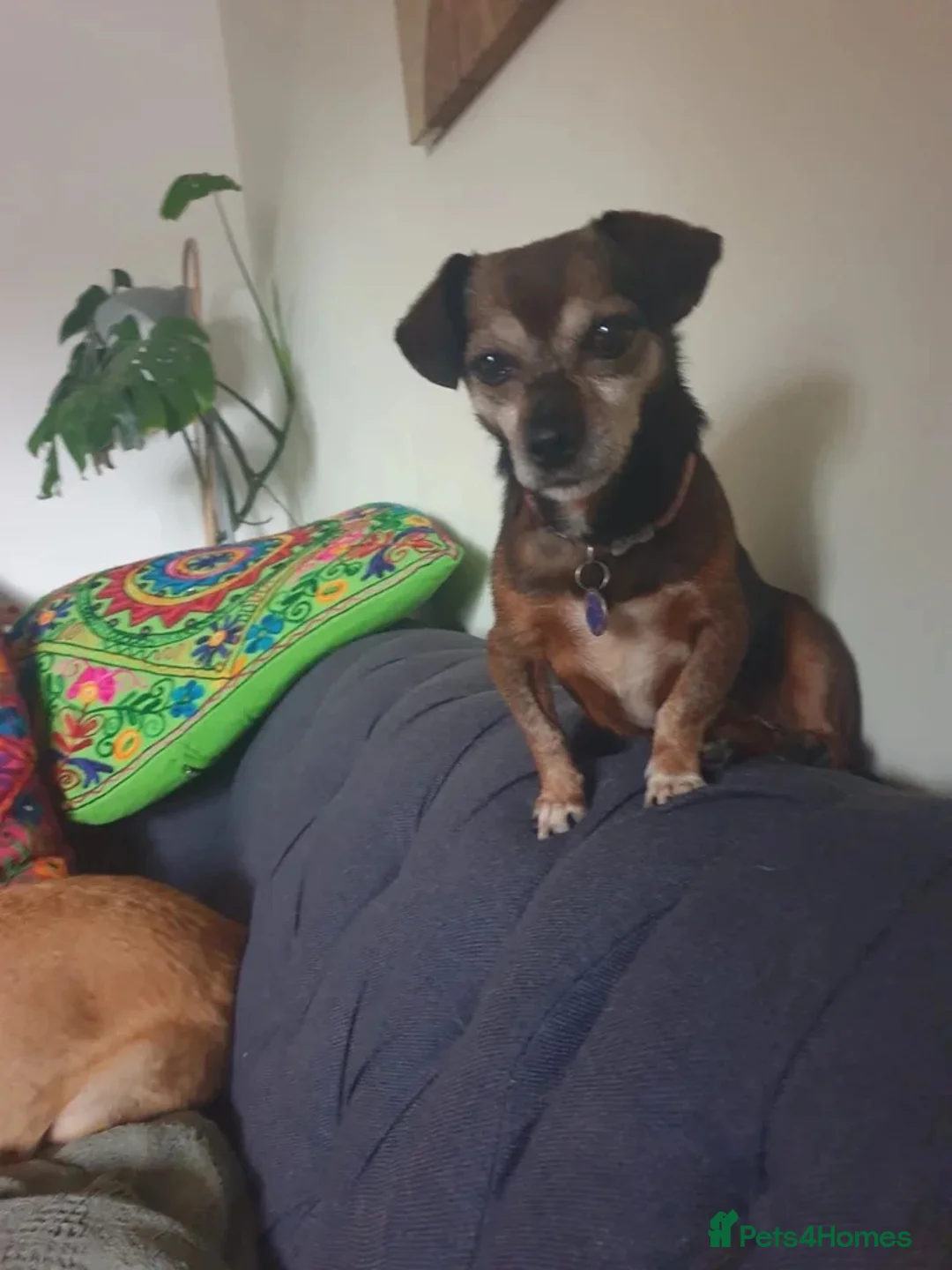 Mixed Breed dogs for adoption: Doobie 💙 in Woodbridge - Advert 3