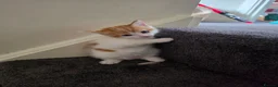 Domestic Shorthair cats for sale: Male kitten ginger and white - Advert 3