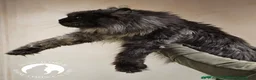 Maine Coon cats for sale: 3 beautiful Russian maincoon kittens   - Advert 13