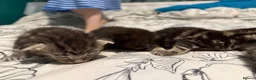 Mixed Breed cats for sale: Maine coon cross kittens  - Advert 6