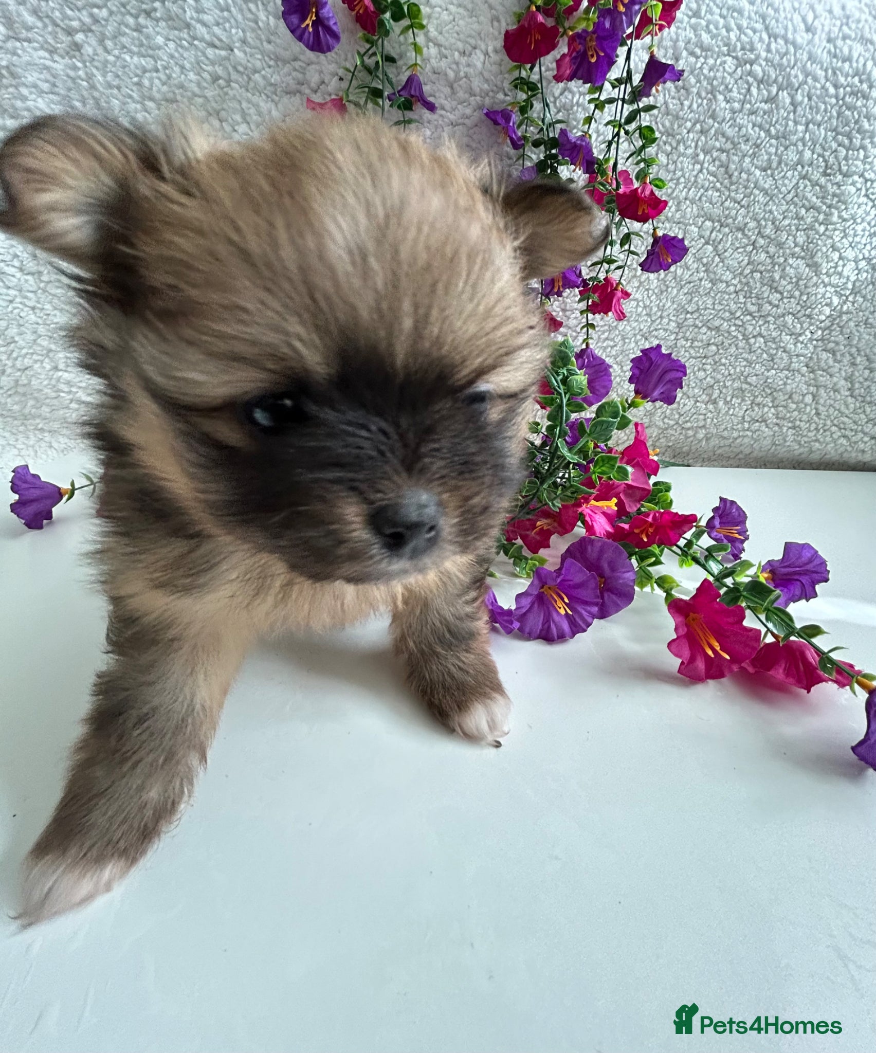 Pomeranian dogs Pomeranian pups  - Advert 6