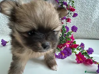 Pomeranian dogs Pomeranian pups - Advert 9